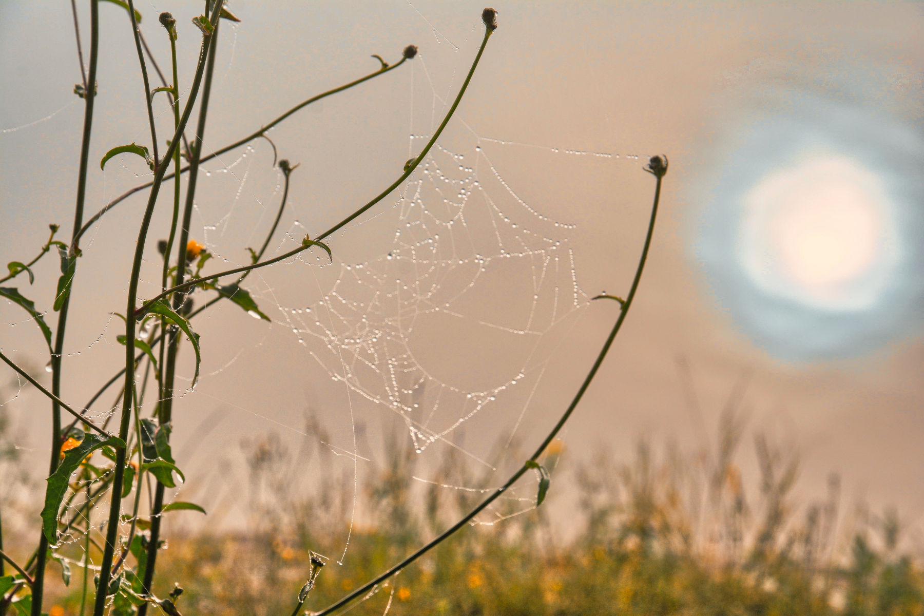 Zeigt Sonne und Spinnennetz